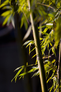 Bamboo in Baotu spring,Jinan,Shandong