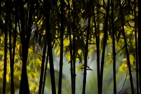 Bamboo in Baotu spring,Jinan,Shandong
