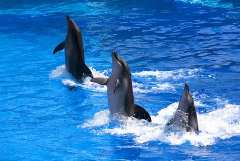 Hong kong marine park