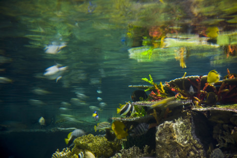 Hong kong marine park