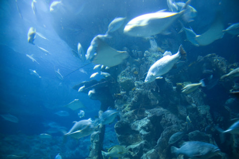 Hong kong marine park