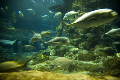 Hong kong marine park