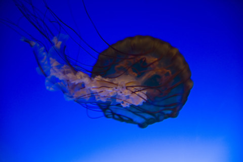 Hong kong marine park