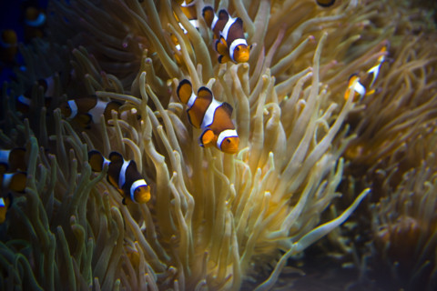 Hong kong marine park