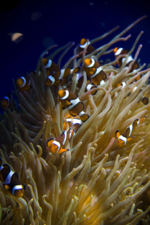 Hong kong marine park