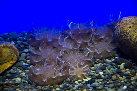 Hong kong marine park