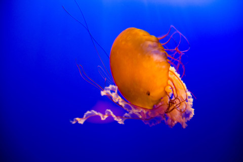 Hong kong marine park