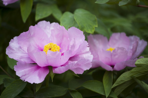 Beijing Botanical Garden