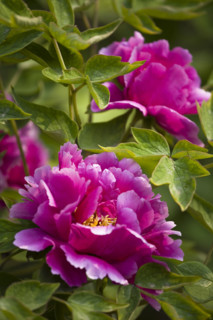 Beijing Botanical Garden