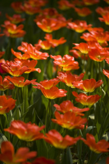 Beijing Botanical Garden