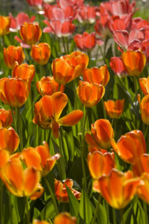 Beijing Botanical Garden