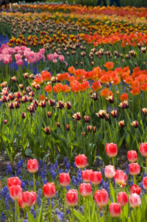 Beijing Botanical Garden