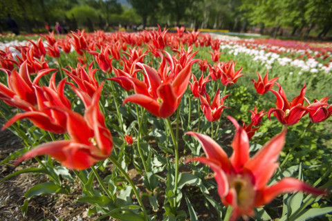 Beijing Botanical Garden