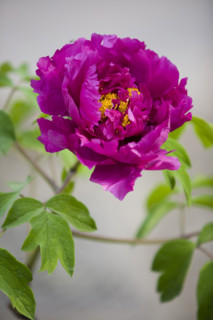 Beijing Botanical Garden