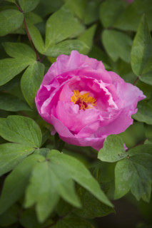 Beijing Botanical Garden
