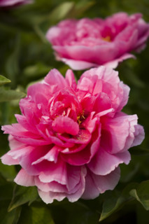 Beijing Botanical Garden