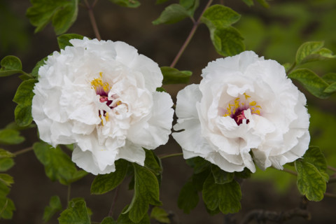 Beijing Botanical Garden