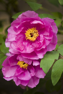 Beijing Botanical Garden