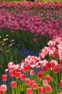 Beijing Botanical Garden