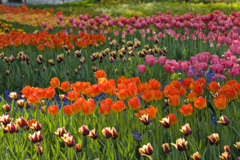 Beijing Botanical Garden