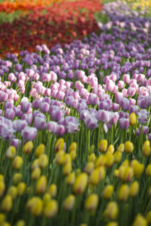 Beijing Botanical Garden