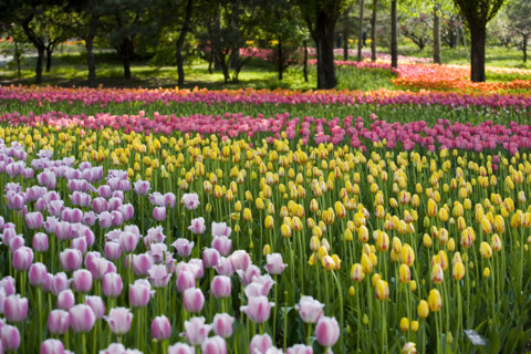 Beijing Botanical Garden