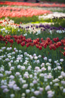 Beijing Botanical Garden