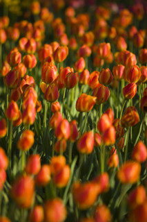 Beijing Botanical Garden