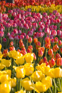 Beijing Botanical Garden