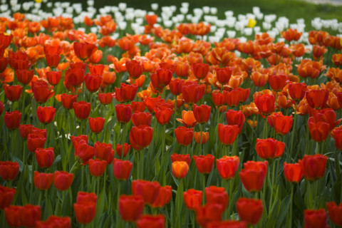 Beijing Botanical Garden