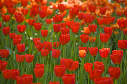 Beijing Botanical Garden
