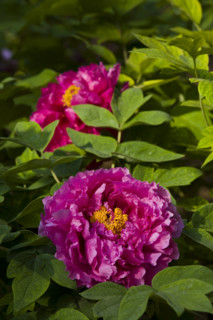 Beijing Botanical Garden
