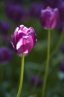 Beijing Botanical Garden