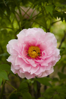 Beijing Botanical Garden