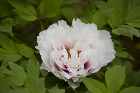 Beijing Botanical Garden