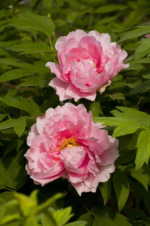 Beijing Botanical Garden