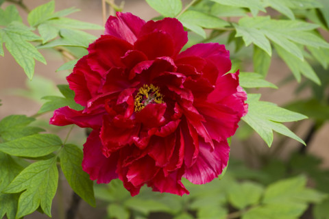 Beijing Botanical Garden