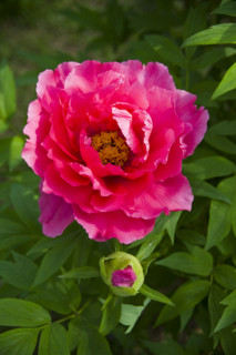 Beijing Botanical Garden
