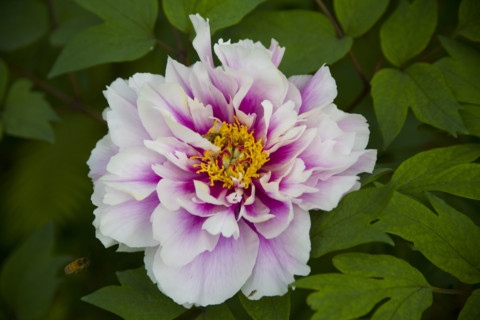 Beijing Botanical Garden
