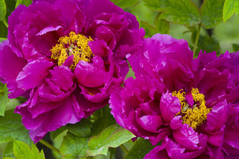 Beijing Botanical Garden