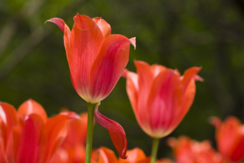 Beijing Botanical Garden