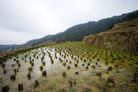 Longji Terraces,Guangxi