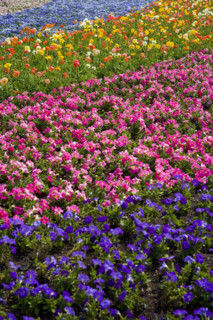 Kunming World's Fair,Kunming