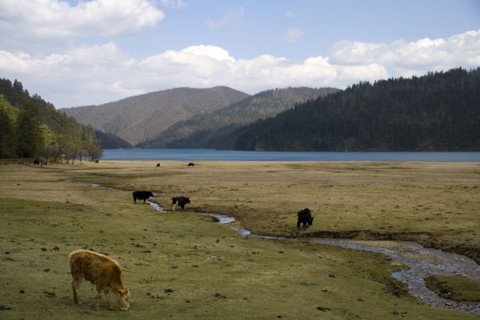 Yunnan,Pudacuo National Park,