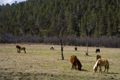 Yunnan,Pudacuo National Park,