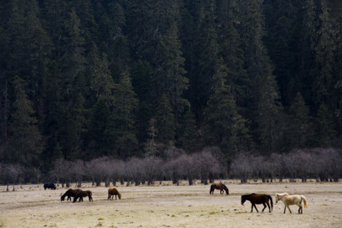 Yunnan,Pudacuo National Park,