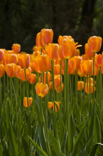 Beijing Botanical Garden
