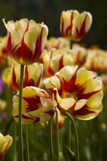 Beijing Botanical Garden