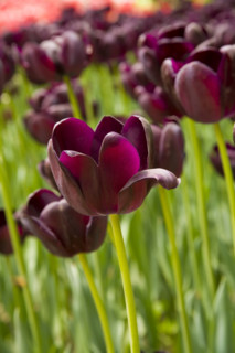 Beijing Botanical Garden