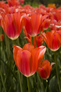 Beijing Botanical Garden